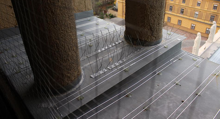 A pécsi székesegyház tornyának galambmentesítése