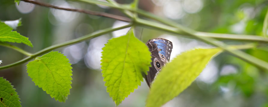 VARIO-THERM sávos felülvilágítók a Papilioramaban