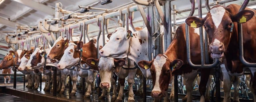A BoostAir adiabatikus léghűtővel hatékonyan csökkenthető a hőstressz az állattartásban